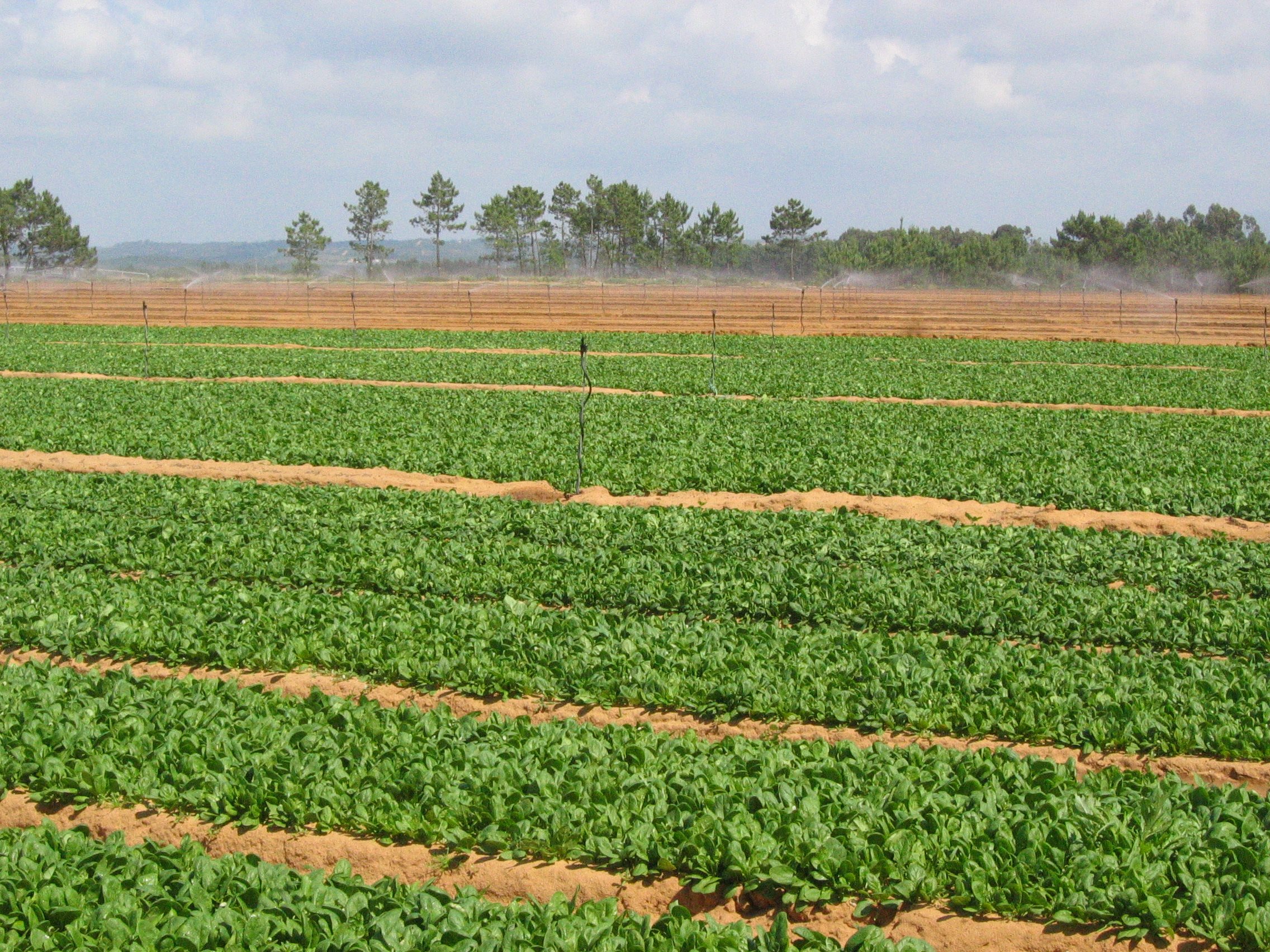 Campanha de rega de 2026 - AHM