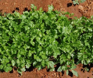 Campanha de rega de 2026 - AH de Corte de Brique